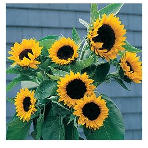 Meet your Posher, Jillian